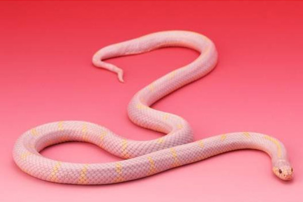 粉紅眼鏡蛇圖片