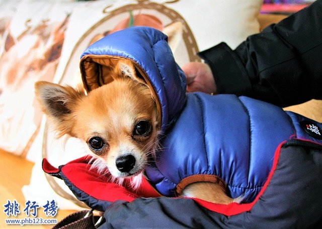 最怕冷的十種狗排名：你家的狗在嗎?趕緊加衣服