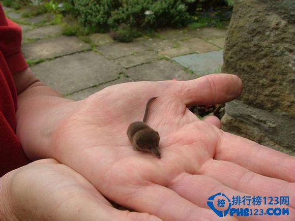 世界上最小的哺乳動物 萌萌噠的小動物