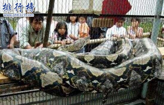 世界上最大的蛇是什麼蛇，印尼巨蟒重達894斤(一口整吞活人)