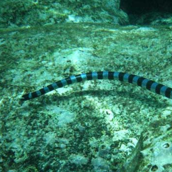 環紋海蛇