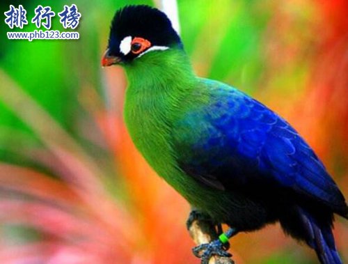 世界上十種最特別的鳥類，最後一個活體表情包