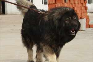 世界上最凶的犬：高加索犬