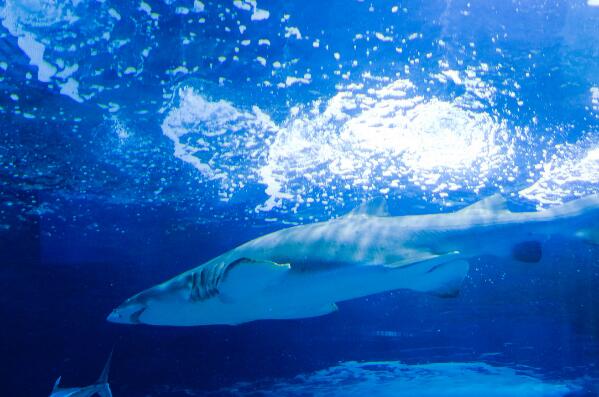 世界十大恐怖鯊魚排名