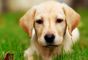 全球十大人氣犬種排行榜 拉布拉多排第一，哈士奇位列第五