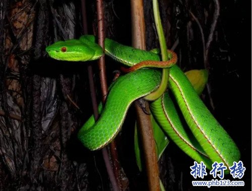 廣東十大毒蛇排名,竹葉青是最致命的毒蛇（最美的最致命）