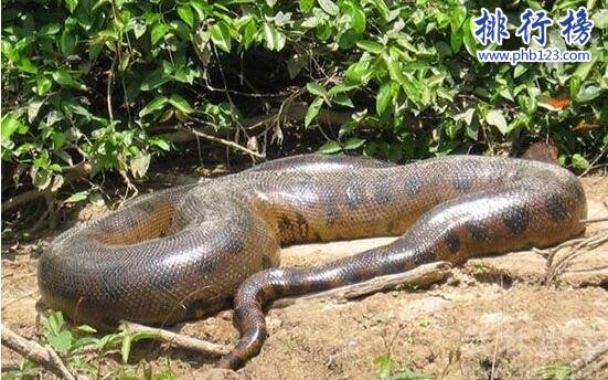 世界上最長的蛇是什麼蛇，紅海巨蛇長達500米