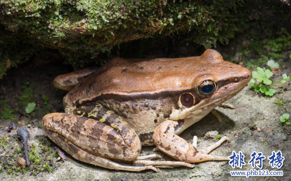 世界上第一種螢光蛙,南美圓點樹蛙