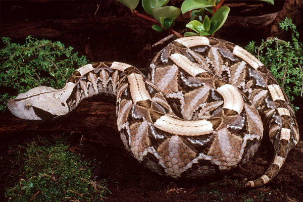世界體型最大的毒蛇 加彭噝蝰