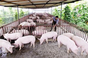 2019年全國豬價排行榜 10省超過28元/公斤（附全國豬價地圖）