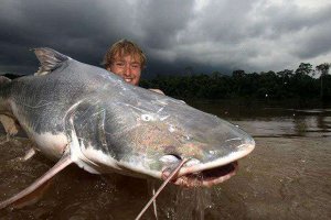 最兇猛的淡水魚top10 六須鮎性格兇猛能夠生吃人類