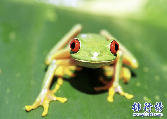 世界上最常見是青蛙,雨蛙的種類超級多（大約250種）