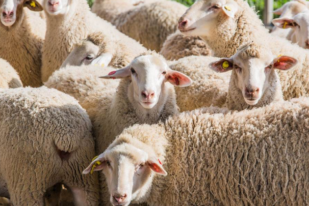 世界智商最低的六大動物 綿羊上榜，第一因太蠢快滅絕