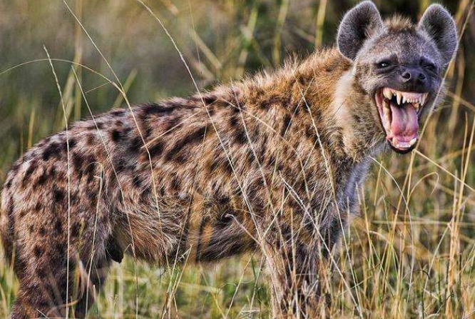世界十大猛獸排行 鬣狗上榜，第一名為萬獸之王
