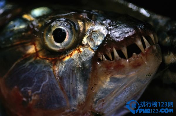 全球最恐怖的淡水動物