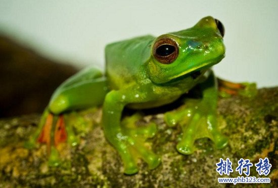 世界上最特別的青蛙，飛蛙樹上的跳躍者（華萊士飛蛙/黑掌樹蛙）