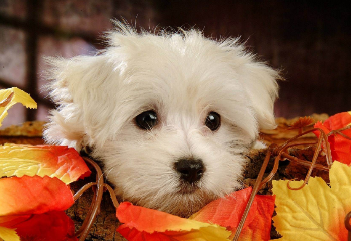 世界十大最漂亮的狗排名榜 微笑天使薩摩耶位列第一