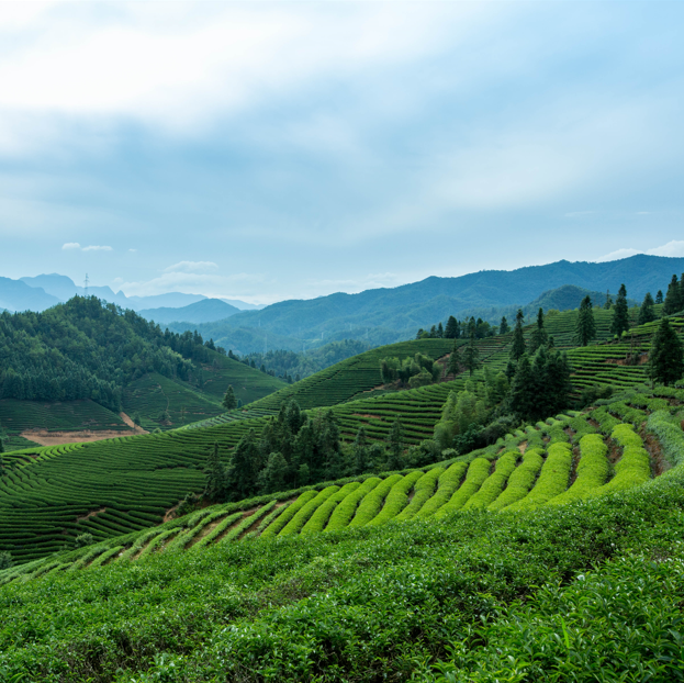 中國最有名的茶山排行榜