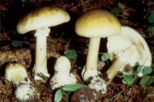 世界十大致命毒蘑菇：焦腳菌上榜，死亡帽毒性最大