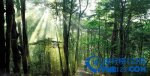 廣東十大最美森林排行榜