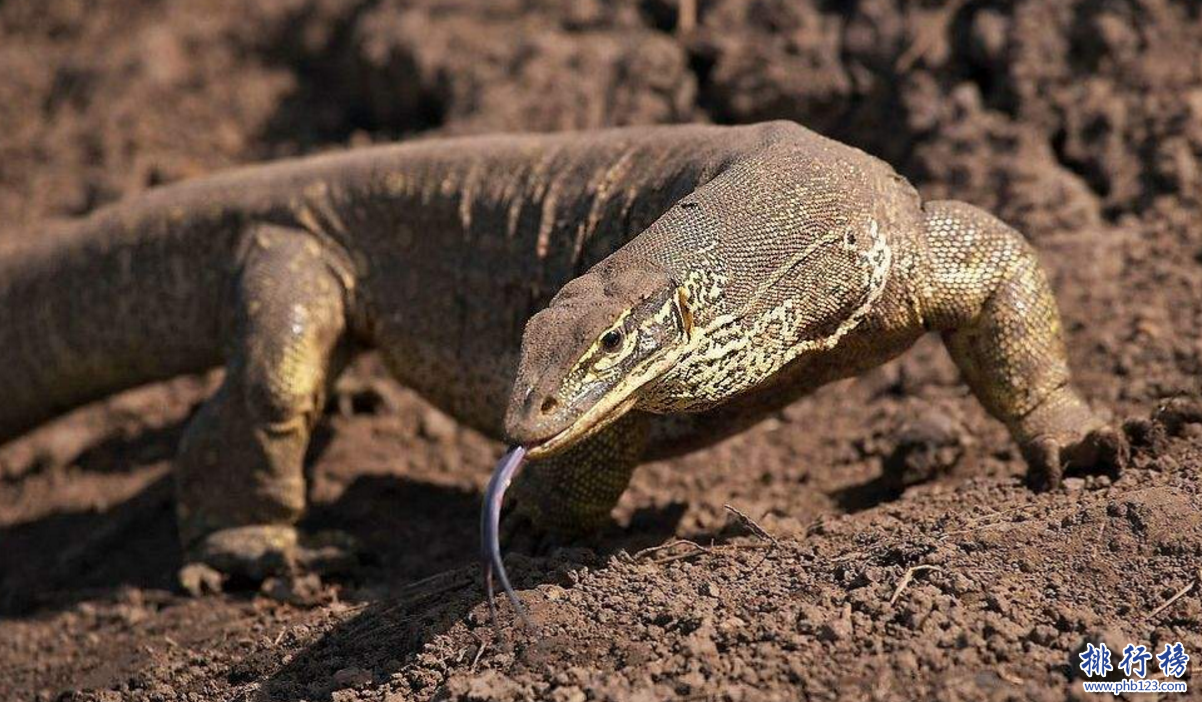 已滅絕頂級食肉動物:長2.5米的蟲和與鱷魚一樣大的蜈蚣