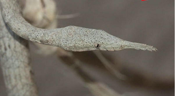 馬達加斯加葉鼻蛇圖片