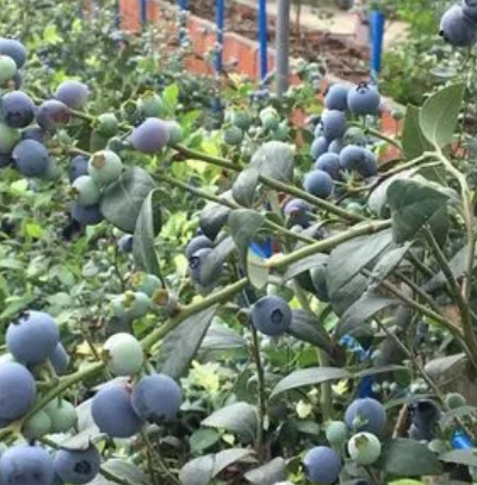藍莓生態谷體驗園
