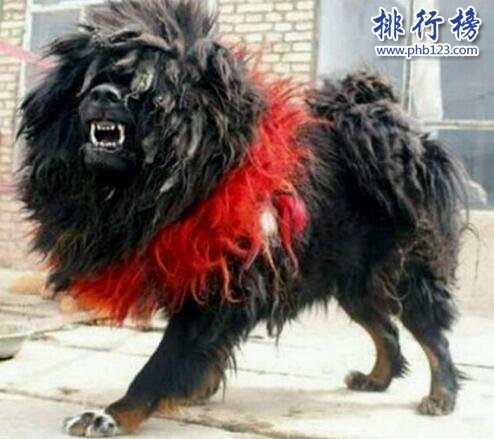 世界上最兇猛的狗排名,比特犬吊打藏獒稱霸