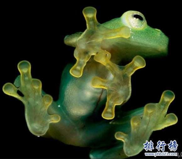 世界上最怪異的十種青蛙排行榜,玻璃蛙竟可以看到內臟(全身透明)