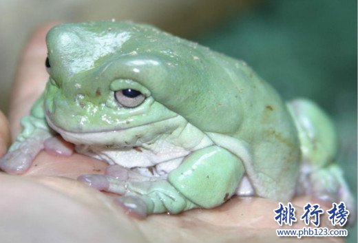 世界上最漂亮的觀賞蛙,樹蛙(蛙界的小萌物)
