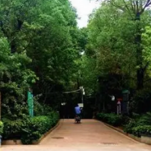 觀瀾森林公園