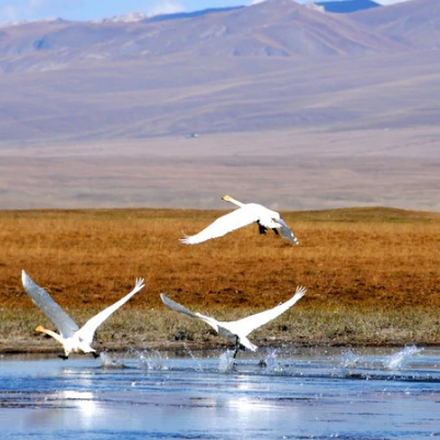 新疆天鵝湖