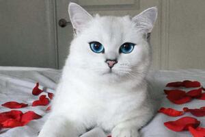 世界上最漂亮的貓眼睛，美的讓人窒息的藍眼睛【組圖】