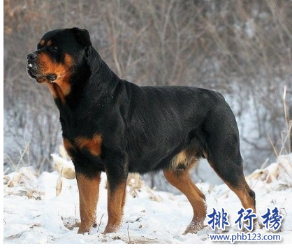 世界十大猛犬，藏獒僅第六，第一不知疼痛！