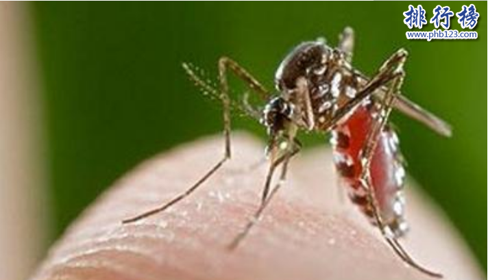世界最大的蚊子吃人：非洲蚊子咬死近40人（毒性似瘟疫）