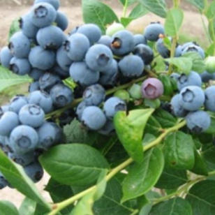 君林藍莓