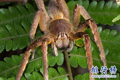 世界上最毒的蜘蛛:巴西遊走蛛,毒素可導致男性永久陽萎