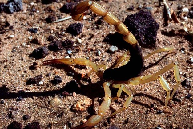 世界最毒的十大蠍子 印度紅蠍死亡率高達40%