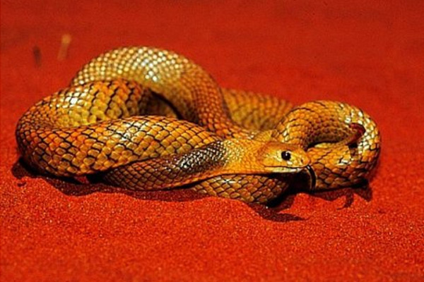 世界上最毒的蛇排名 東部擬眼鏡蛇