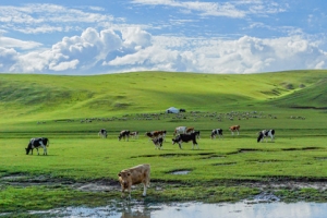 內蒙古旅遊遊記-欣賞絕美草原風光