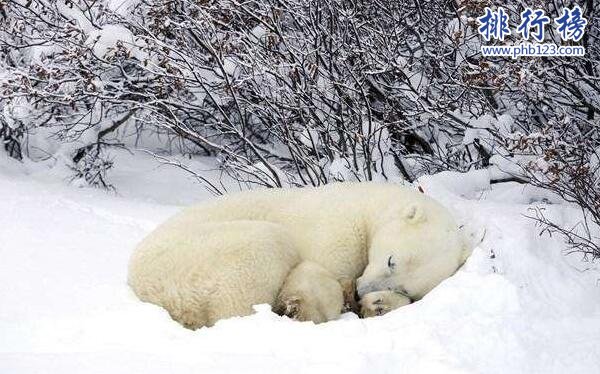 需要冬眠的動物有哪些?15種冬天冬眠的動物盤點