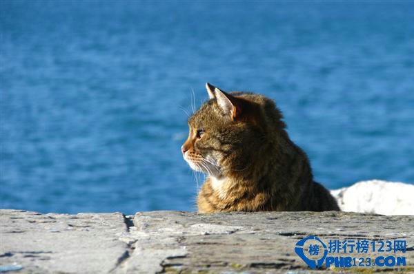 突尼西亞：傲嬌的美貓群