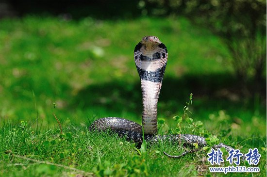 世界上食性最廣泛的蛇,舟山眼鏡蛇（中國十大毒蛇之一）