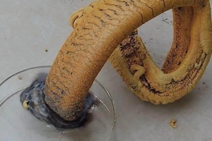 十大最瘋狂的化學反應:法老之蛇大象牙膏狗吠反應你都知道嗎
