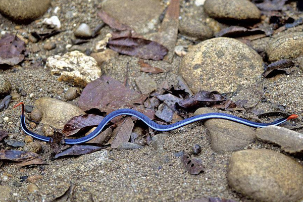 藍長腺珊瑚蛇圖片
