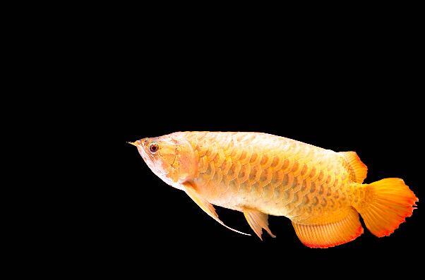 十種最漂亮的淡水觀賞魚