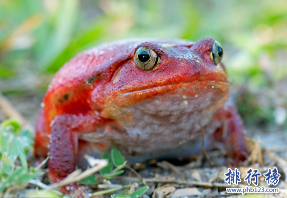 世界上攻擊力最弱的青蛙,馬達加斯加番茄蛙（只會分泌強力膠）