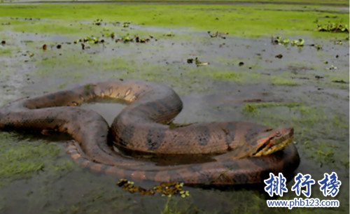 世界上最大的蛇,桂花生吞一人很輕鬆（全長14.85米）