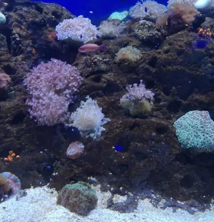珊瑚天柱