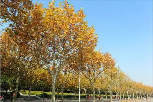 世界十大行道樹，威海市樹上榜，第五被稱為榆木疙瘩